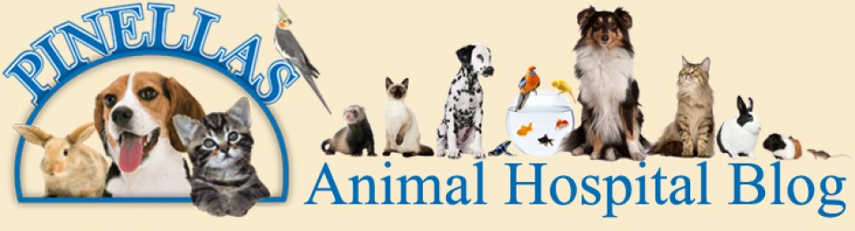 Pinellas Animal Hospital's Blog